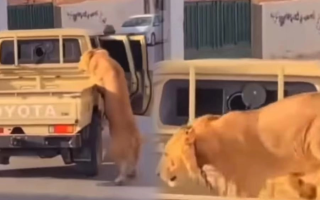 Lion Falls from Car in Tripoli Traffic